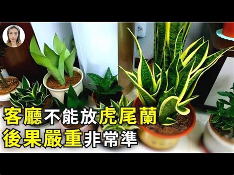 風水禁忌虎尾蘭風水|虎尾蘭風水禁忌：擺放小心，招財保平安！ – 植物盆栽綠寶典